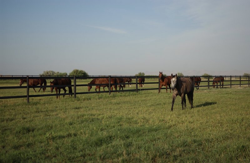 buffalo ranch-horse  DSC_0034