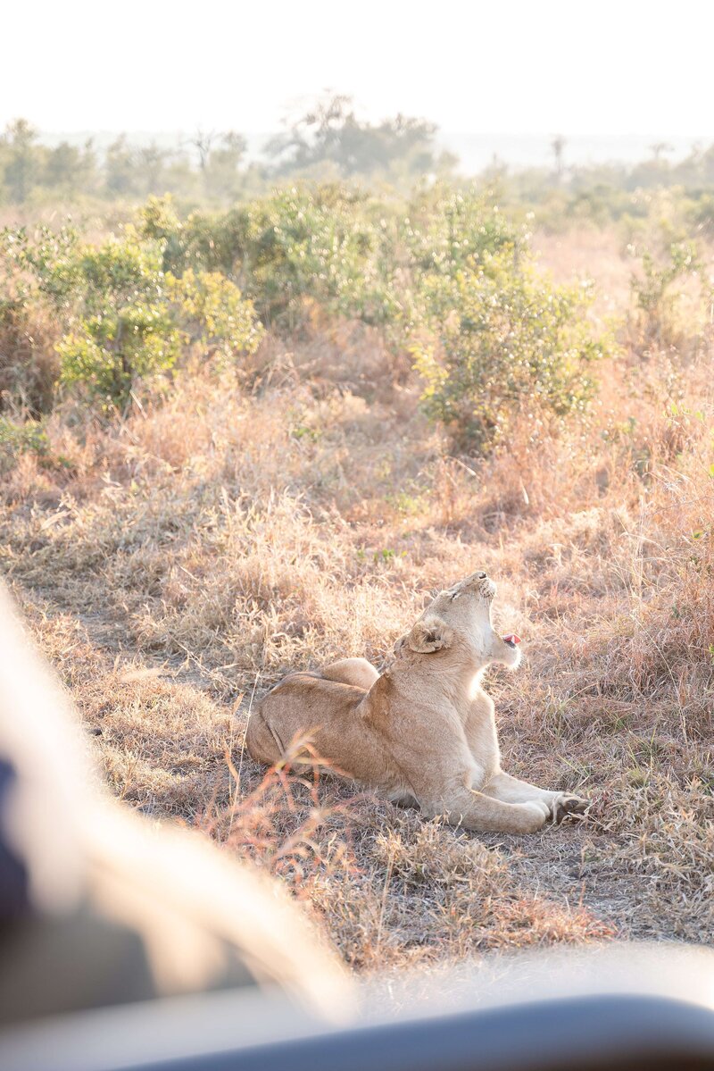 lion roaring in South Afria