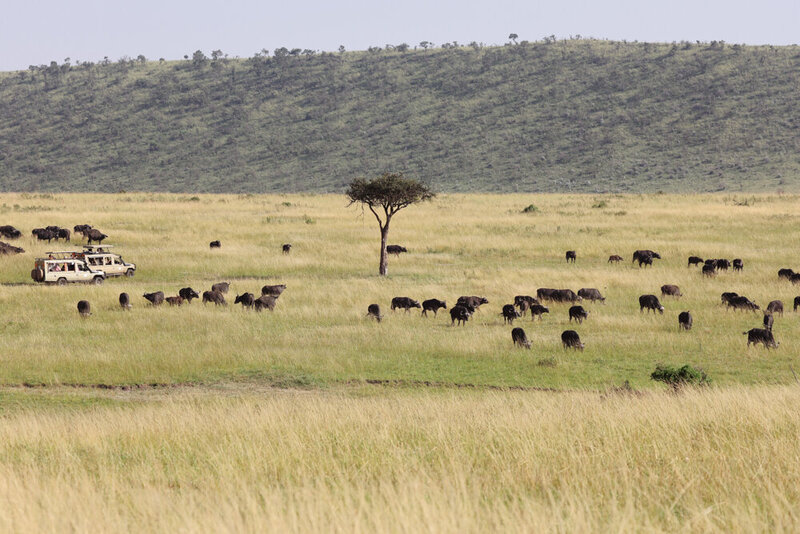 safariedited-324