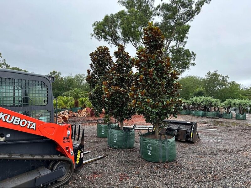 mature Teddy Bear Magnolia Trees for Sale in Sydney
