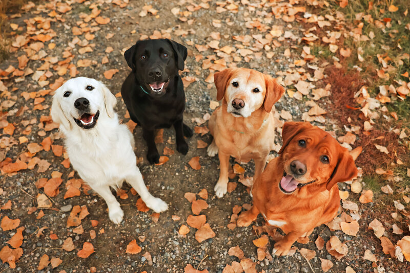 Billings-Best-Dog-Photographer-049