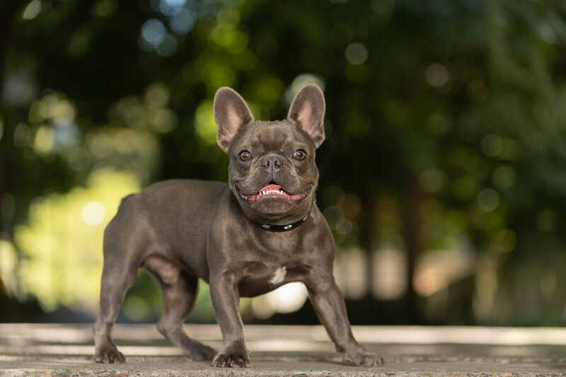 Frenchie with ears up