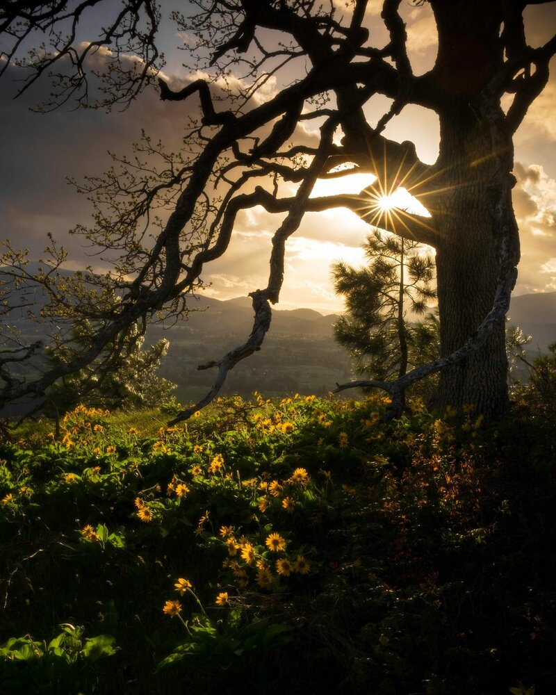 Image of a sunflower field with a tree with the sun peaking through the branches.