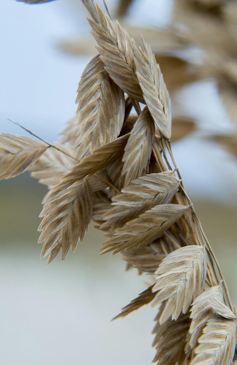 pexels-nc-farm-bureau-mark-2466802