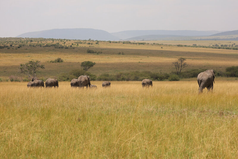 safariedited-189
