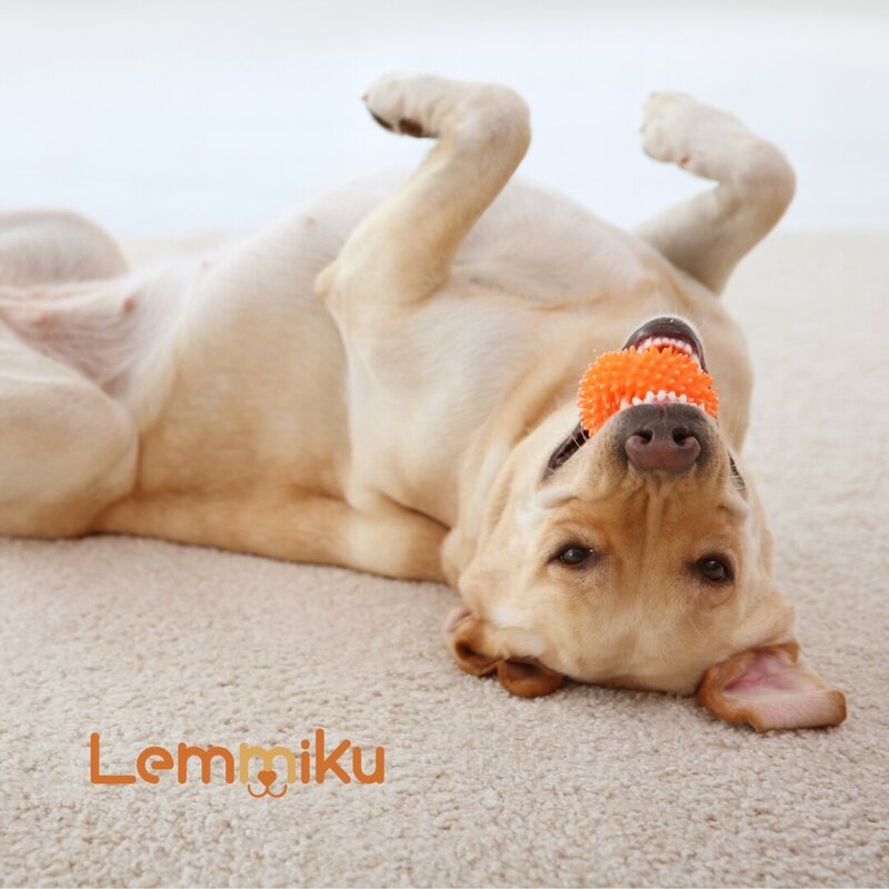 Logo design and fun branding for a pet brand