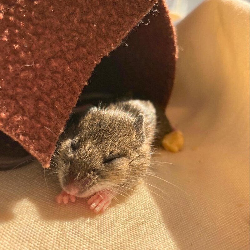 white-footed mouse