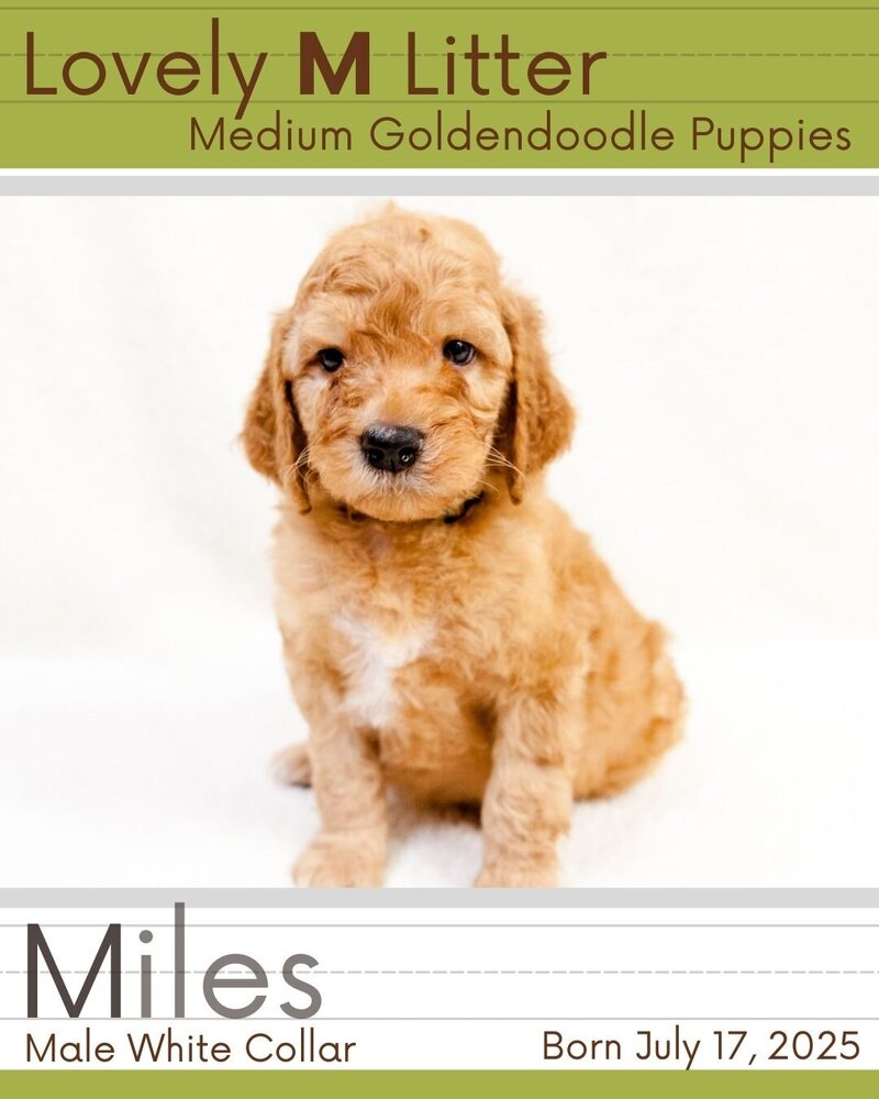 M Litter - White Miles Male