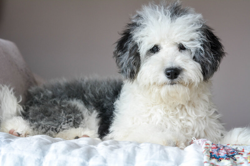 mini sheepadoodle full grown