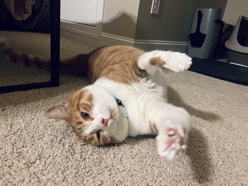 Playful cat