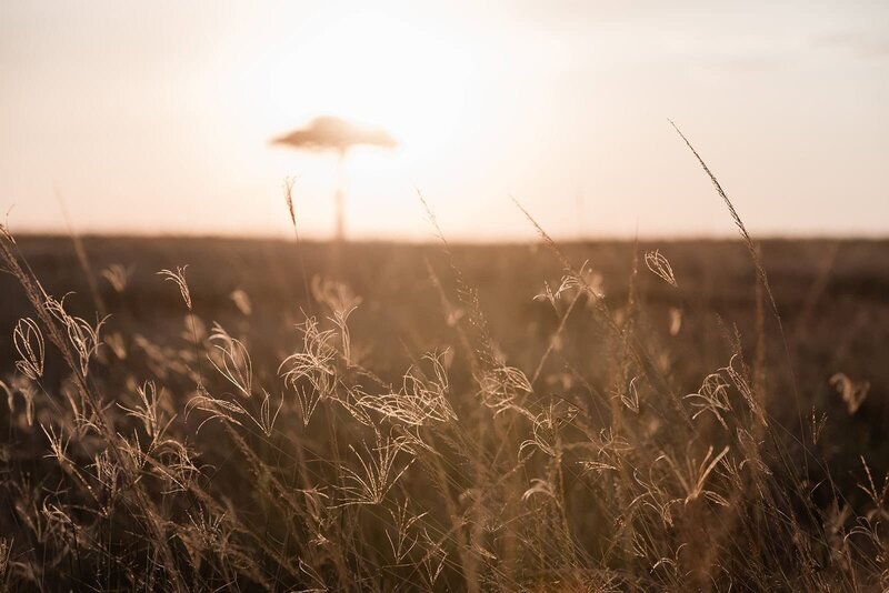 A flat-topped acacia tree on the African Savanna glows in the golden light of sunset during a luxury elopement on a safari wedding package.  There are little tufts of grass glowing in the same gold, glowy light at the front of the frame.  