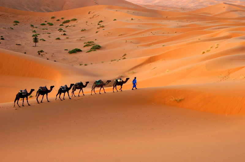 A local guide in vibrant blue leads a caravan of camels across the golden dunes of the Sahara Desert.