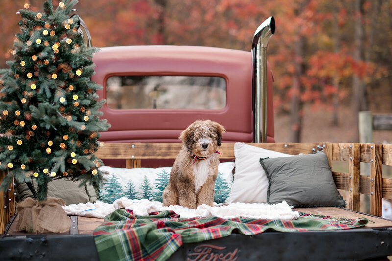 Family of three standing next to vintage red truck with Christmas trees in York, PA