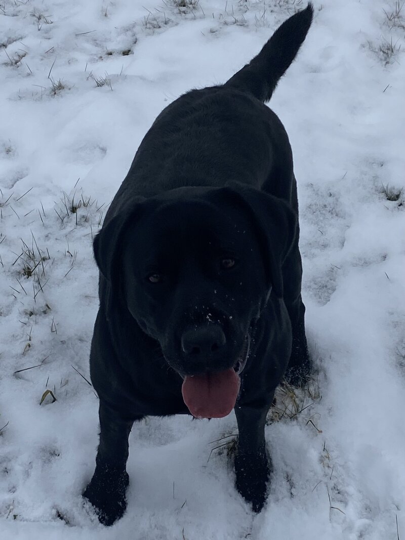 Black Lab female from AKC bloodlines in Michigan.