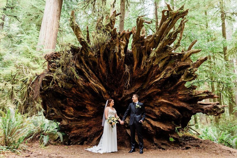 An eloping couple stands in front of the roots of a fallen Redwood tree in Northern California.