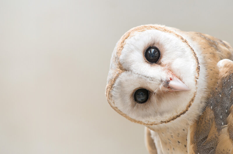 Owl with face turned horizontally
