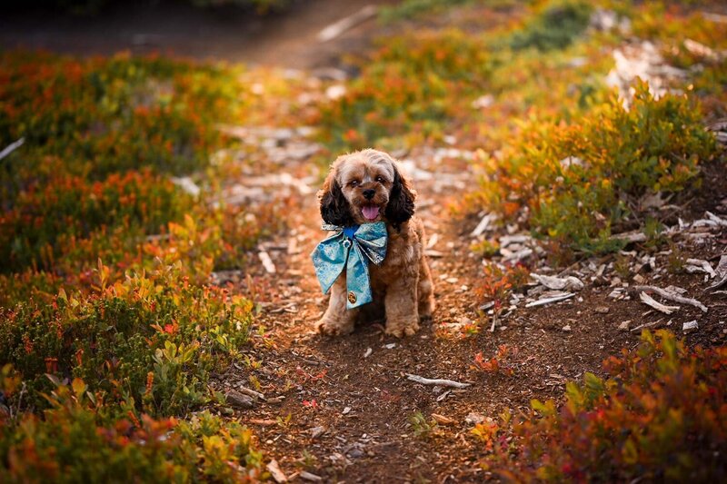 Heavenly Puppies to Love Cavapoo, Cockapoo, and Maltipoo Puppies Photo Sep 01 2025, 7 09 16 PM39
