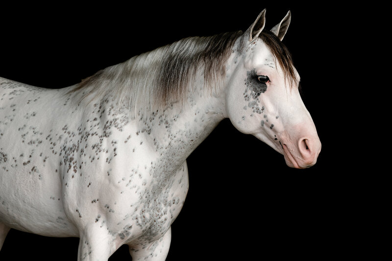 APHA Working Cow Horse  Paint stallion Peptos Smart Cookie poses for his stallion marketing and fine art black background portraits