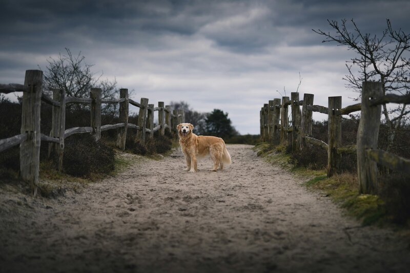 Golden retriever dog stands in front of a stormy landscape on a dirt road between a wooden fence