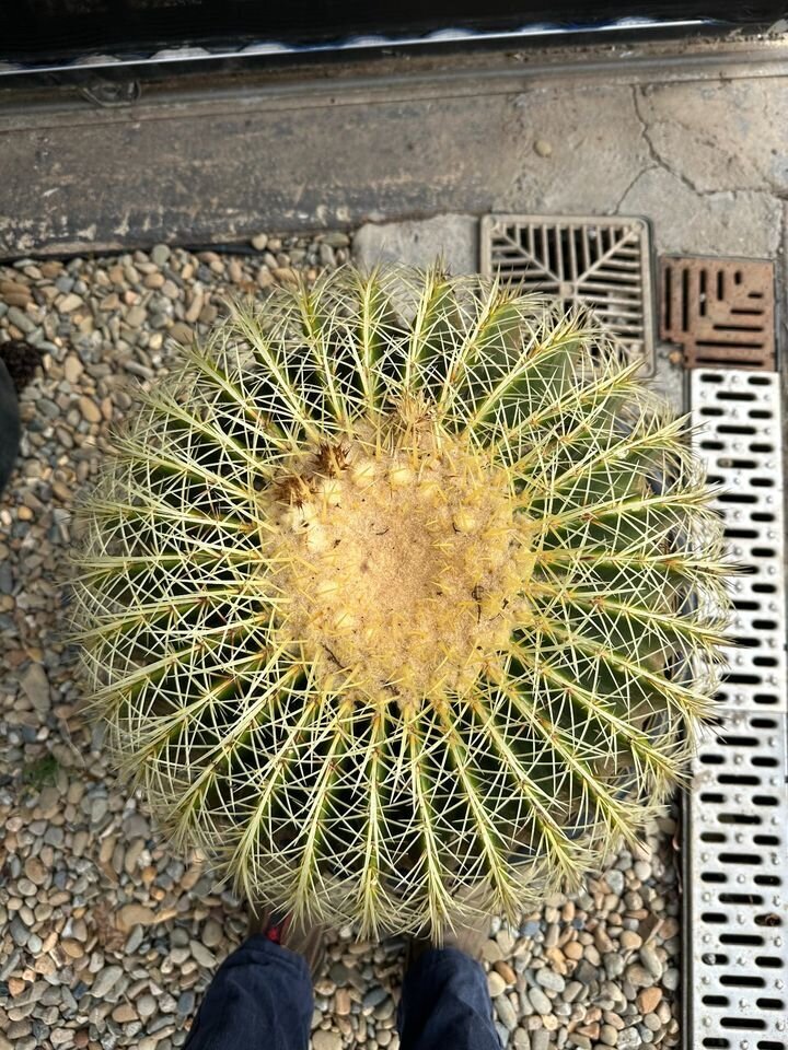 Echinocactus Grusonii | Golden Barrel Cactus