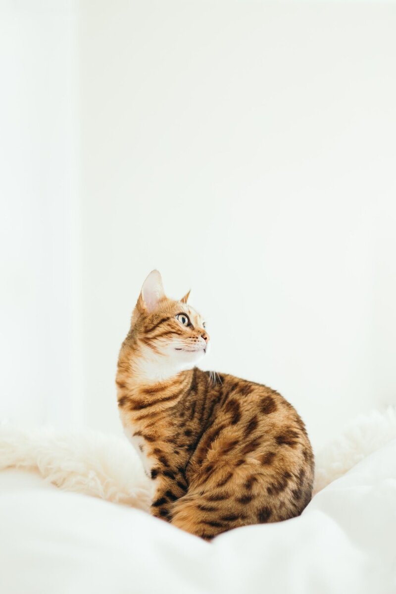 Pension pour chats puy de dome