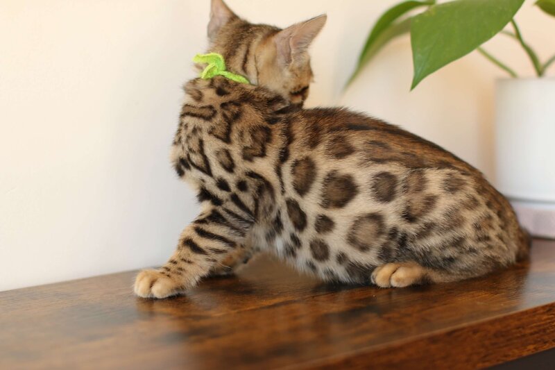 Diva x Bronco_Green_2