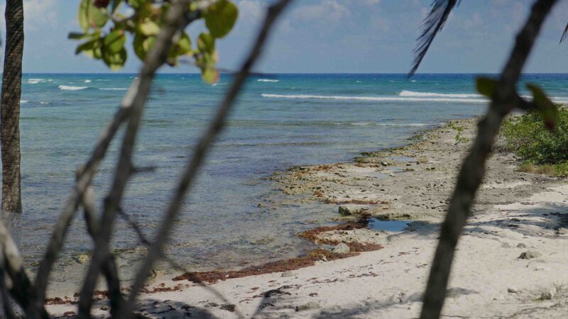 Sandy beach with palm trees and turquoise waters in Riviera Maya.
