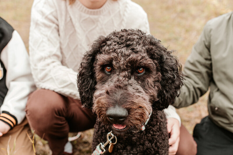 Brown doodle with big brown eyes 