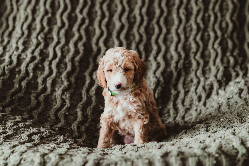 Red Apricot Abstract Poodle Puppy