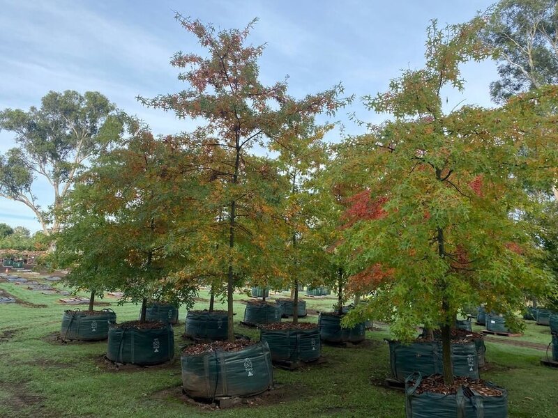 QUERCUS PALUSTRIS - Mature Pin Oak - Sydney Plant Nursery