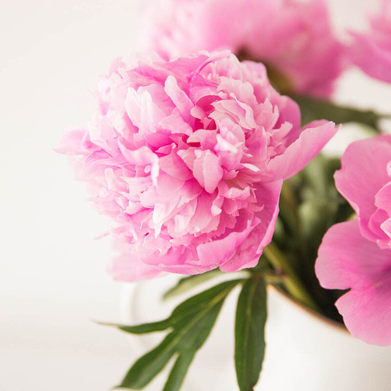 Dark Pink Peonies With Green Leaves from Right Side - Brenda Chadambura