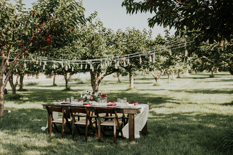 A cherry orchard with a wedding table setup with twinkly lights