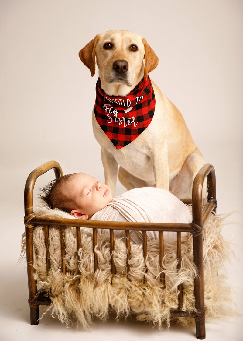 Newborn with dog