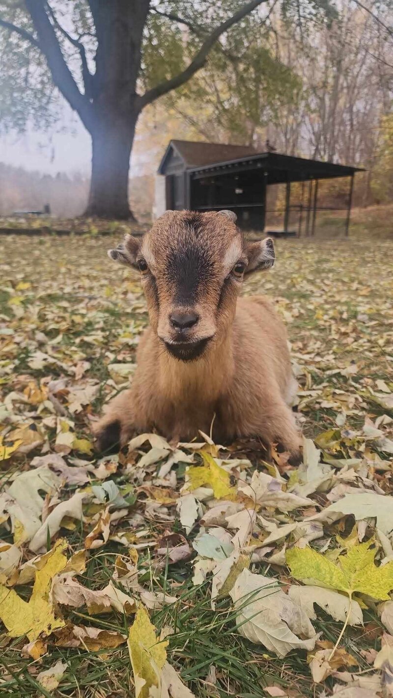 Chickens in farm sanctuary Minnesota