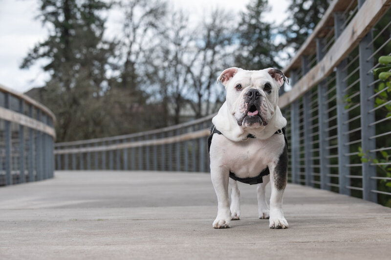 Bulldog on bridge