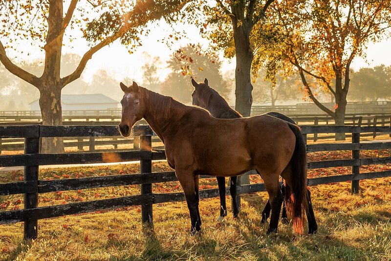 two horses in the fall