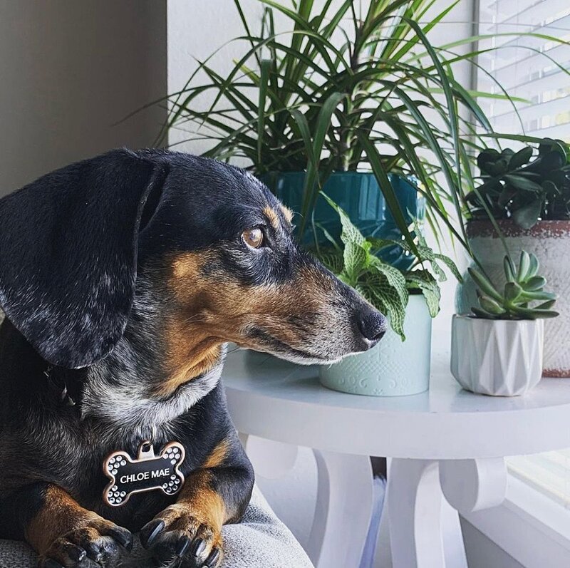 mini dachshund dog near plants