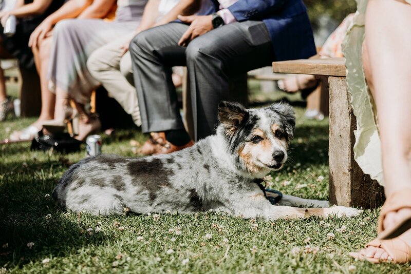pet-friendly-wedding-whistler