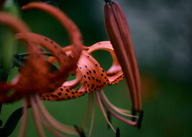 tiger lily macro photography