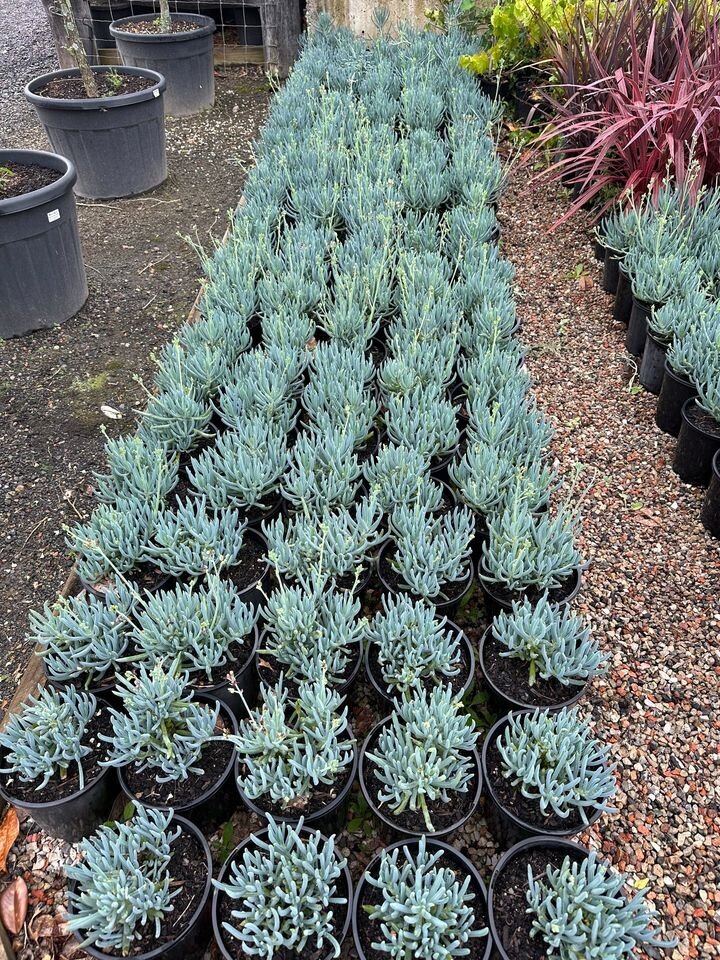 Senecio Mandral - CHALK STICKS - Sydney Plant Nursery - Go green Nurseries