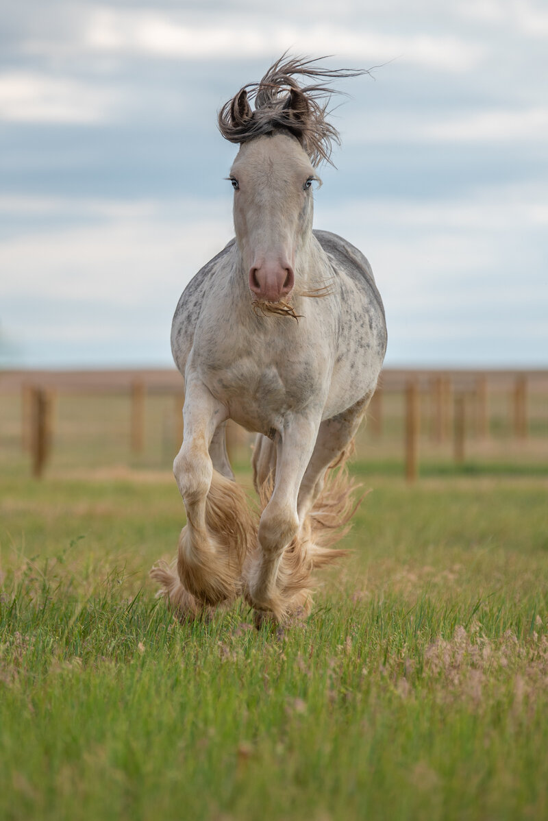 Mastermind is a beautiful blue blagdon Gypsy cob stallion in Colorado