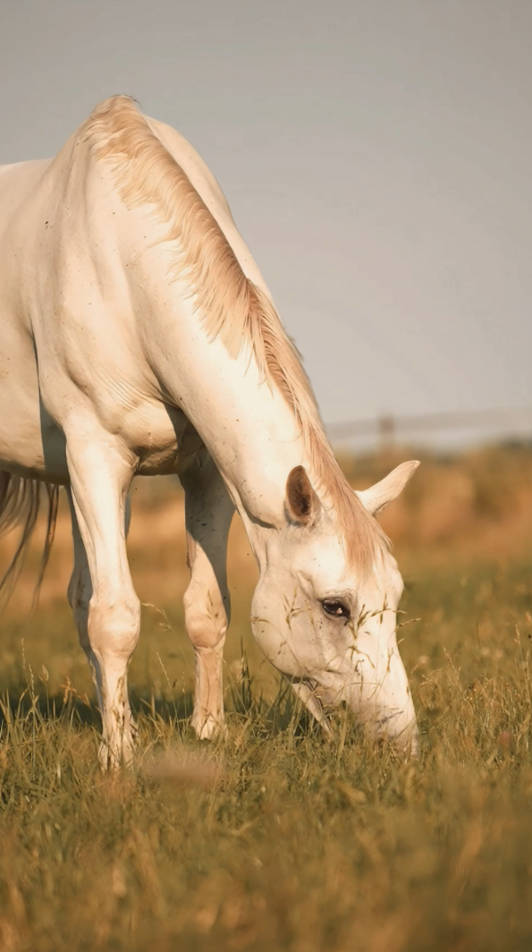 Gezond paard dankzij goede darmflora en maag.