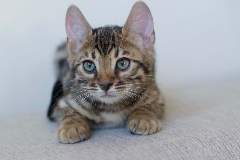 Diva x Bronco_Male 1_4