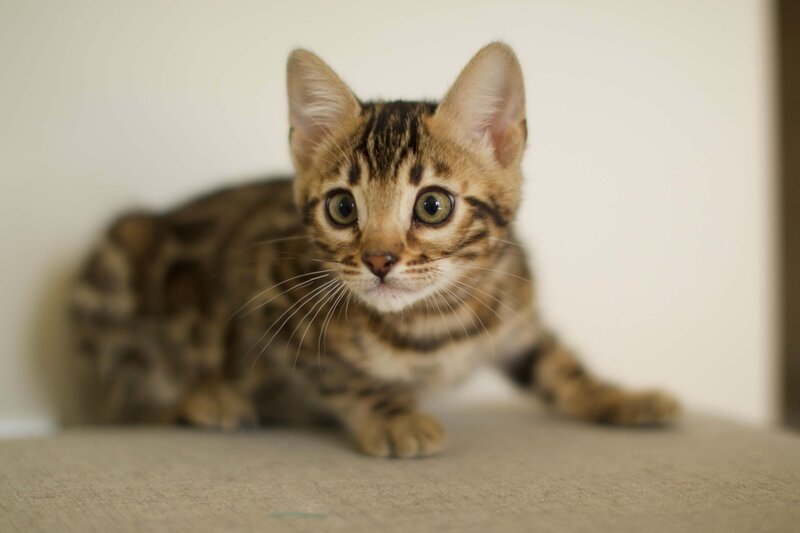 Diva + Bronco_Female 2_2