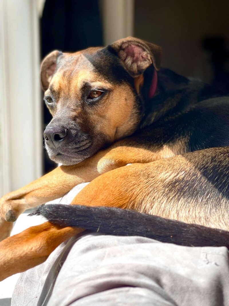 bella