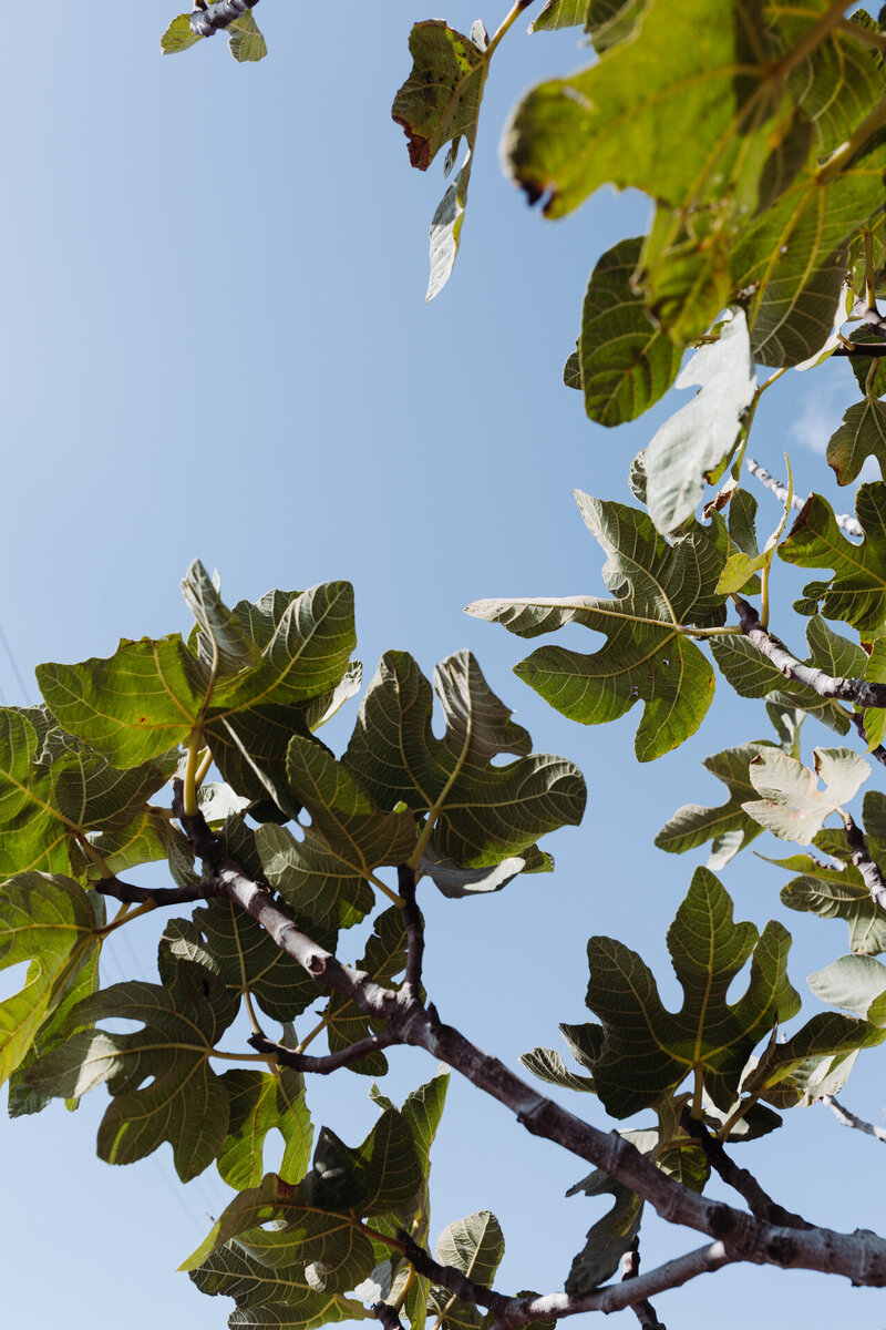 fig-tree-greece-1