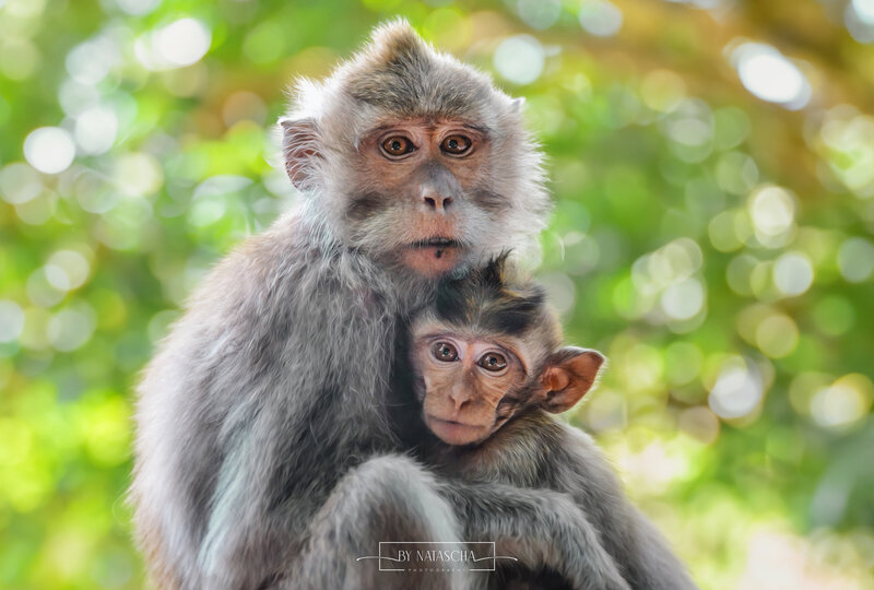 Een volwassen aap met een baby aap knuffelen elkaar in het apenbos van Bali
