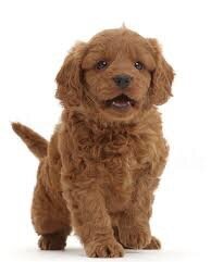 AUSSIEDOODLE