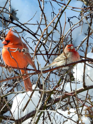 cardinals