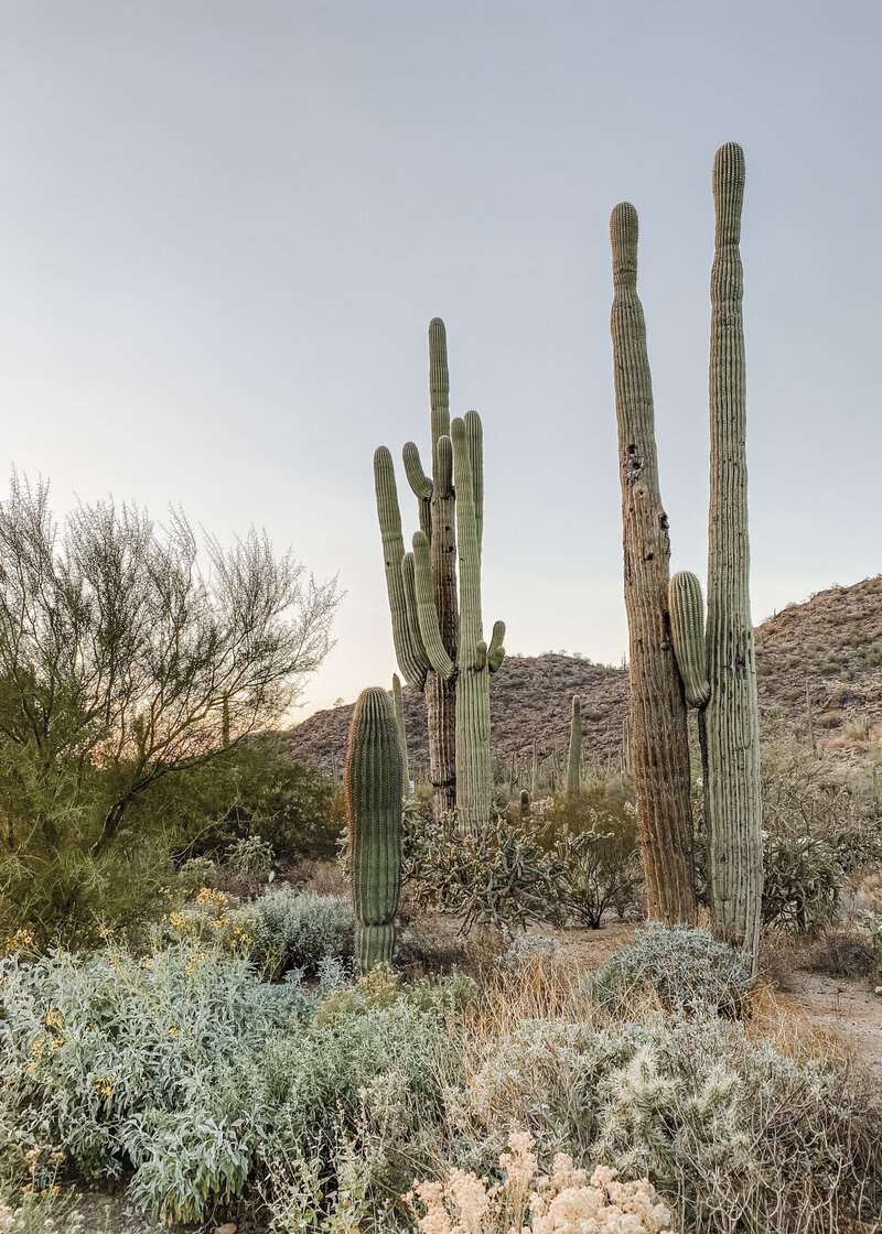 california desert cactus magill mood inspiration